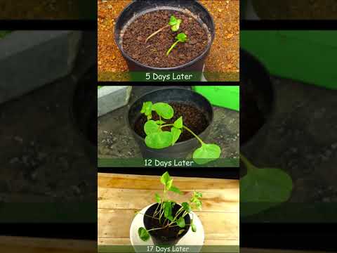 Video: Mirabilis: plantering och växtvård