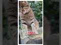🌟 Calm and Polite One Eyed Cat Sitting Alone in the Park 😺💛 #straycatlove #cat #cutecat #cutecats