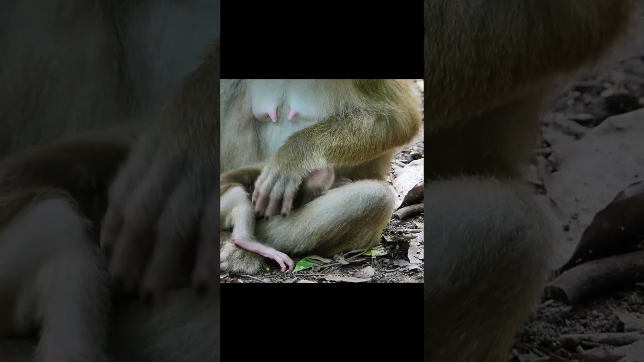 Please help! Luno got  rush out from Mama Lunna 