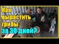 Выращивание грибов в домашних условиях