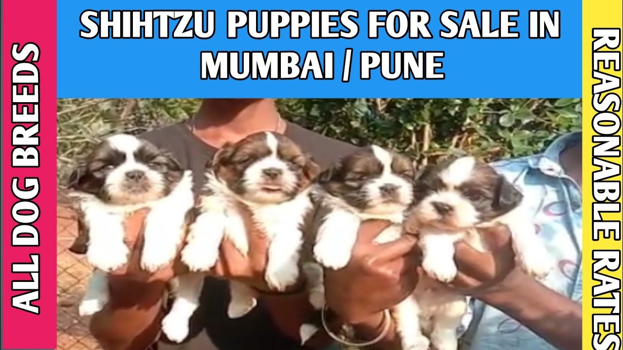 Shihtzu Dog Puppies for sale in Pune Mumbai 📞8180093556 Dog