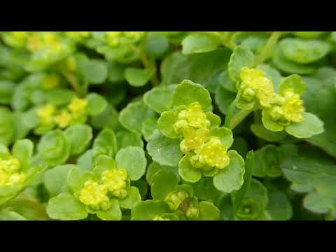 Video: Bimë Shtëpie. Spurge Me Majë Të Bardhë: Kultivimi Dhe Kujdesi