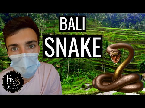 Snakes In Bali Rice Fields