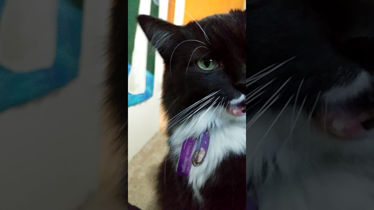 Cat likes cream cheese YouTube