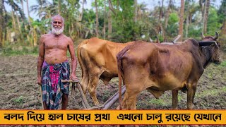 বলদ দিয়ে হাল চাষের প্রথা এখনো চালু রয়েছে যেখানে
