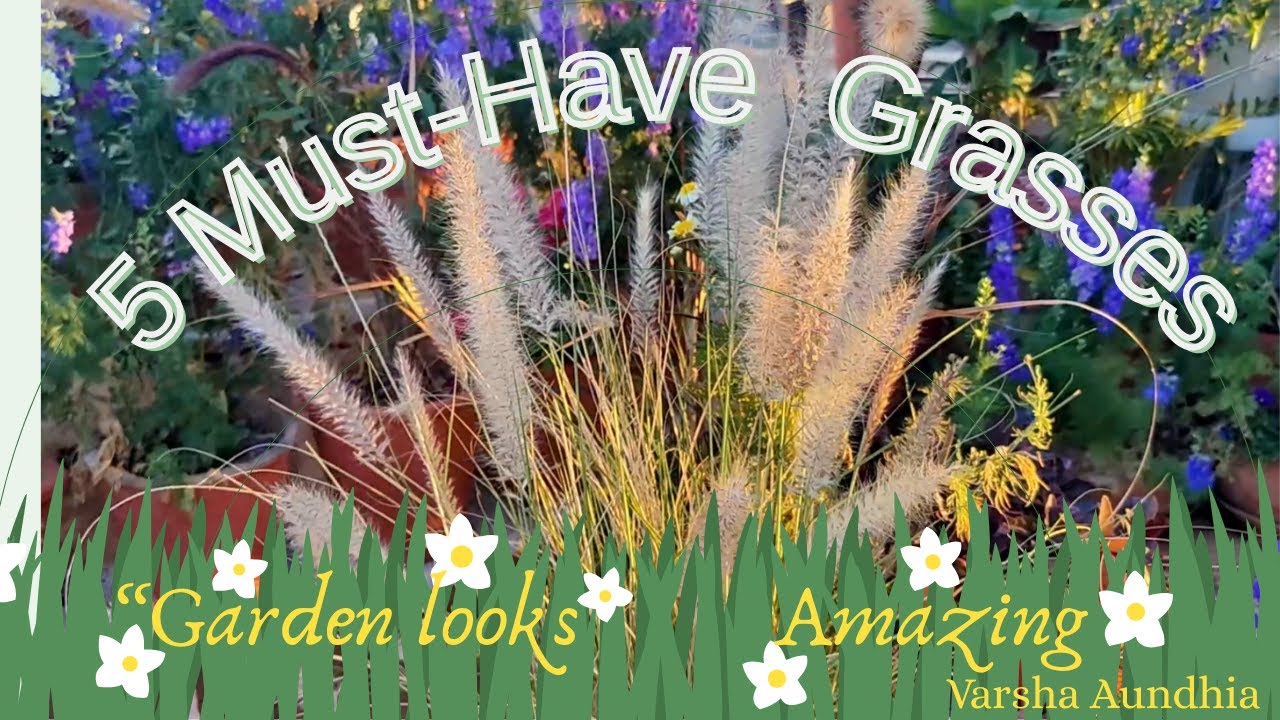 Top 5 Stylish Ornamental Grasses 🌱 Easy to Grow grass | Perfect for Pots & Borders!