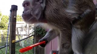 Java Macaque Argues With His Human