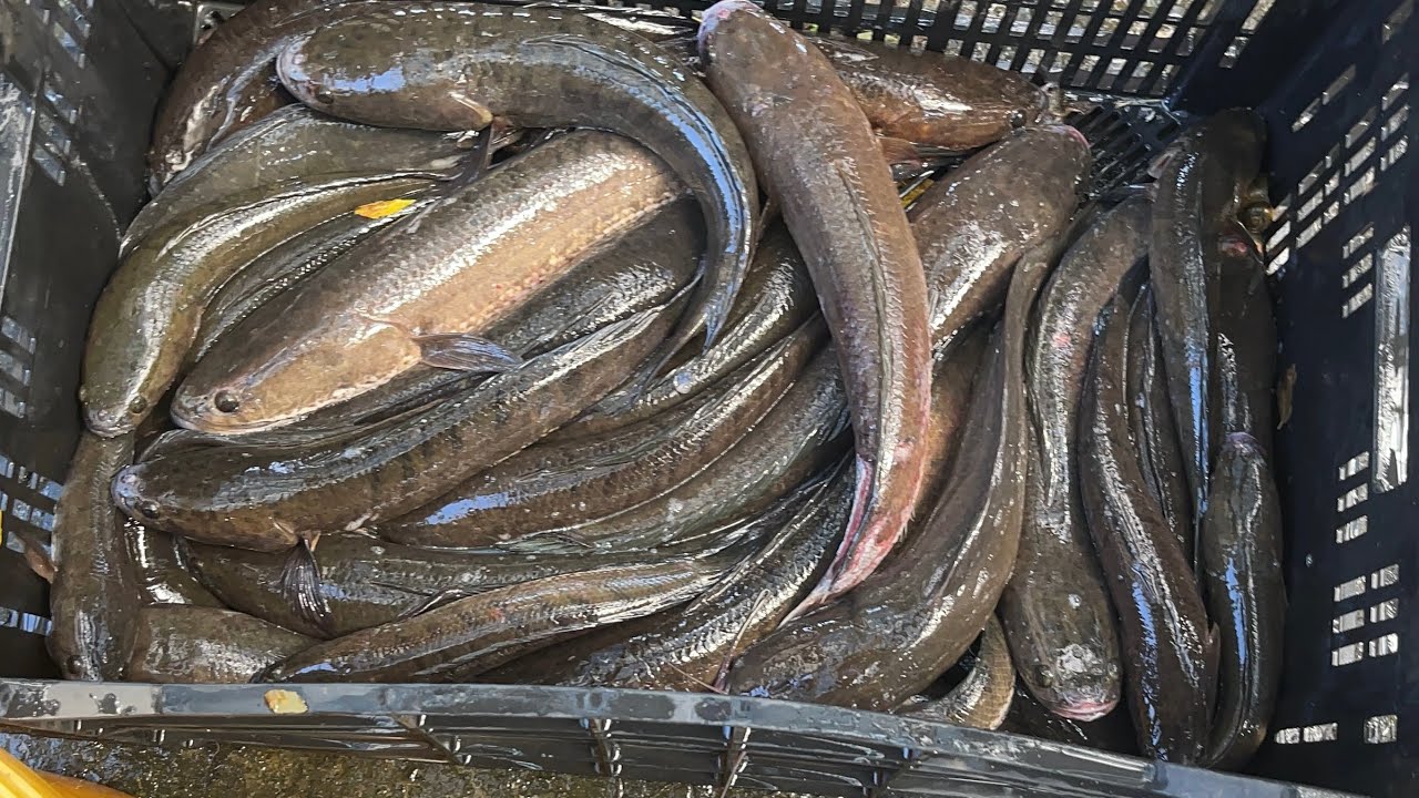 Trúng đậm đũa 10 kg cá lóc luồng lờ 40 cái #lờcácảitiến 