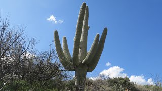 Gold Prospecting & Metal Detecting in Arizona...We Find Lots Of Gold Nuggets !!!