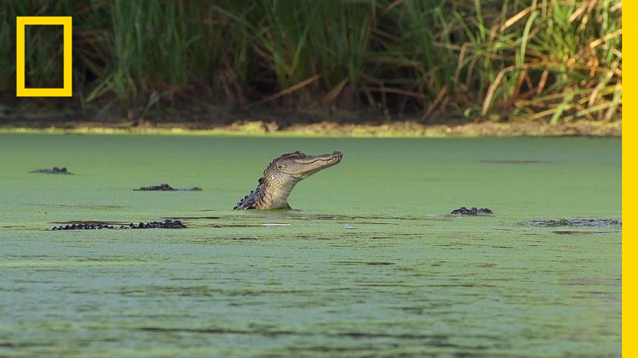 ⁣An Alligator’s Gourmet Lunch | America's National Parks