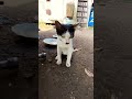 Video pendek detik lucu kucing comel foryou #video Cute Cat Funny moments shortvideo #moments#2026