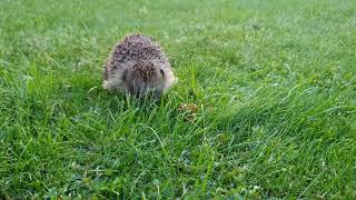 Igel beim Abendessen in unserem Garten (25. Mai 2023)