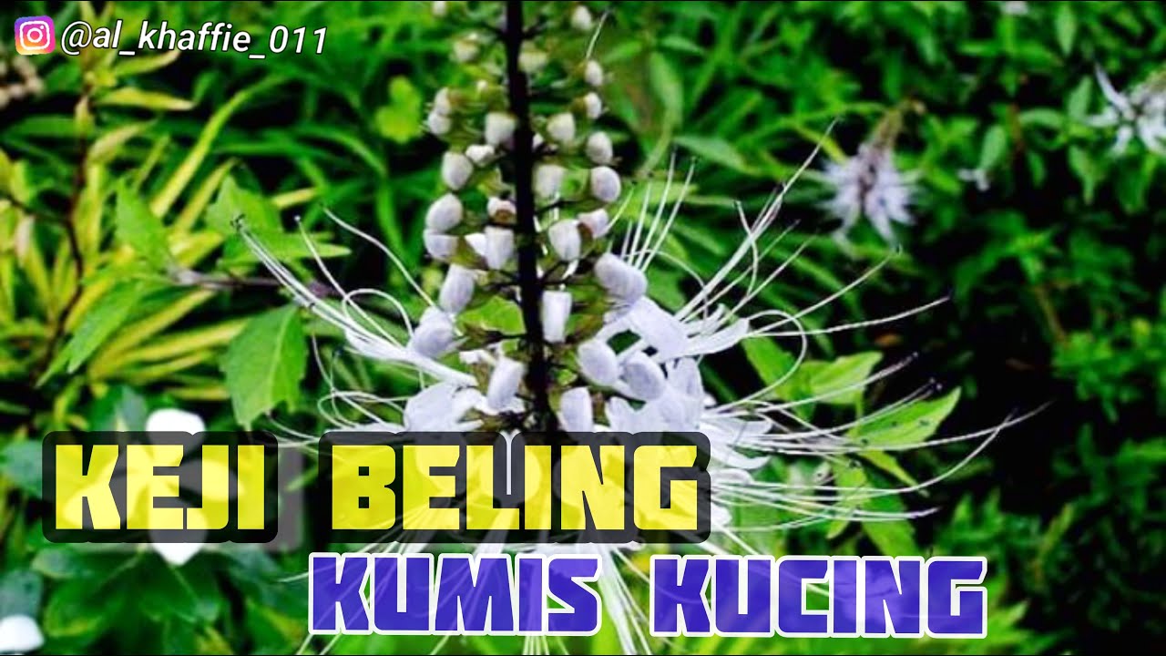 TANAMAN KEJI BELING DAN KUMIS KUCING SEJUTA KHASIAT 