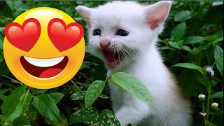 Funny Cats and Kittens Meowing Compilation - The sound of a baby cat calling its mother by CatBlatt 592 views 10 months ago 4 minutes, 38 seconds