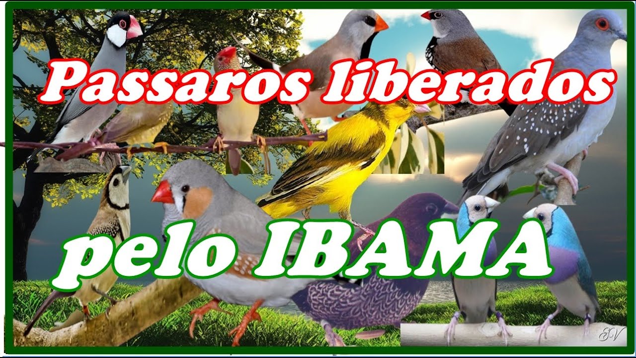 Que pássaros são lançados por Ibama?
