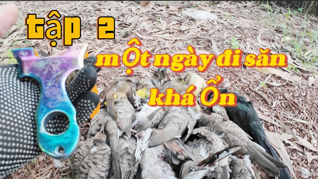 Tập 2| một ngày đi săn chim bằng ná cao su đầy nắng và cái kết thật bất ngờ|Bảy slingshot