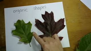 Organic Shapes Leaves
