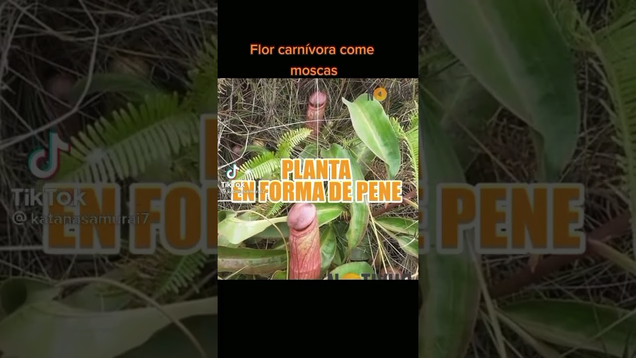 Qual É A Planta Que Parece Com Pênis?