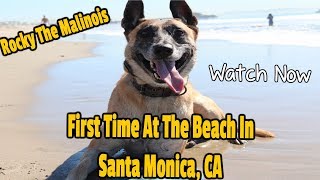 Rocky Famous Malinois At Santa Monica Beach California-MUST SEE by MasterPaw 9,740 views 5 years ago 3 minutes, 50 seconds