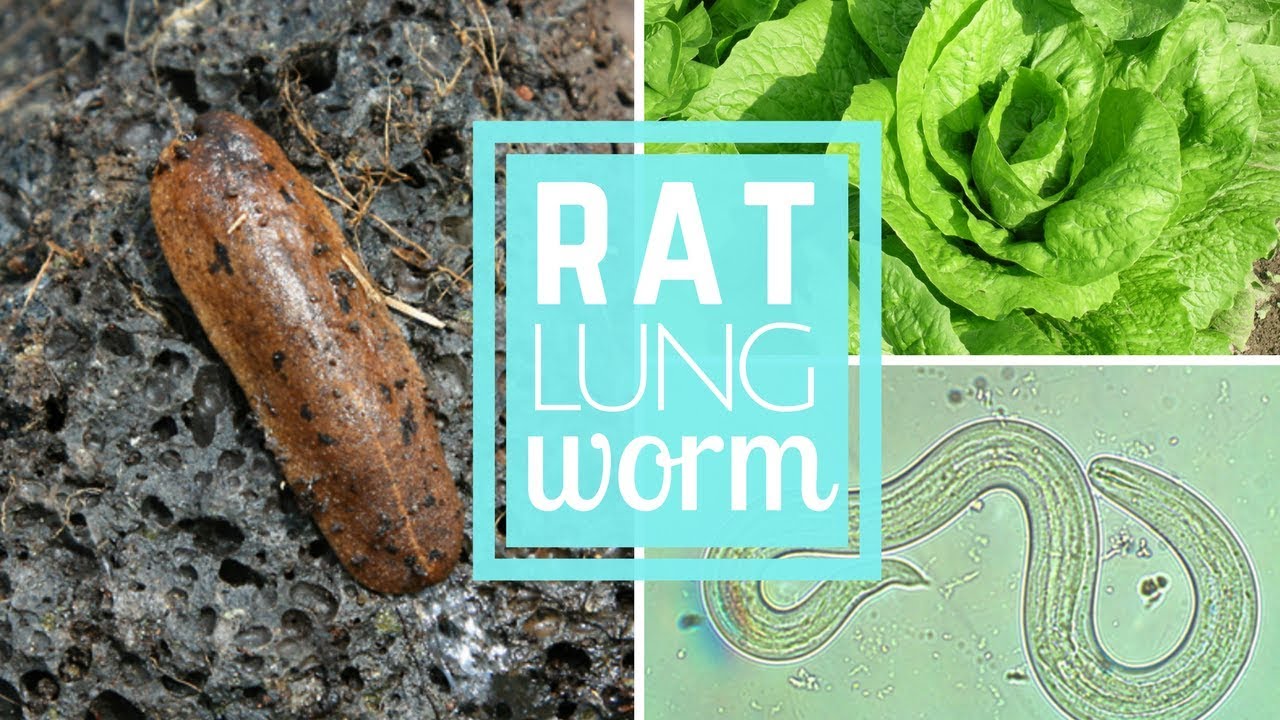 First Maui case of rat lungworm in 2018 reported