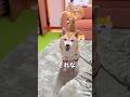 それぞれの時間🐶🐾#柴犬 #チワワ #shorts