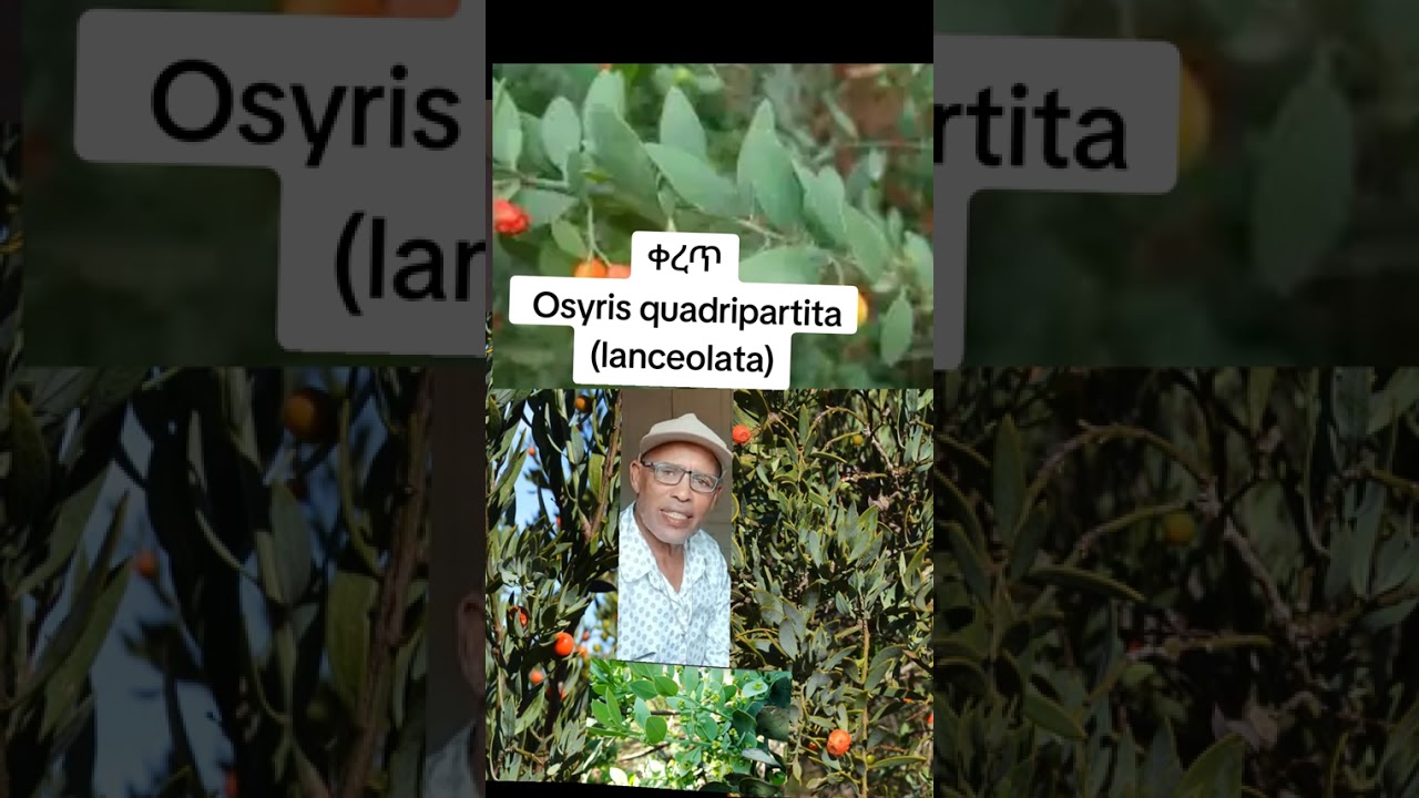 ቀረጥ ተጨማሪ መድሀኒት የማንወስድ ከሆነ በሻሂ  ሆነ ከታመምነው ቦታ ለይ በመቀባት ከብዙ በሽታ ይዳናል።