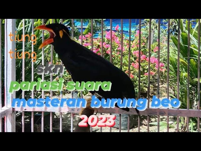 masteran# burung beo suara keras buat terapi beo bahan@suryabeo class=