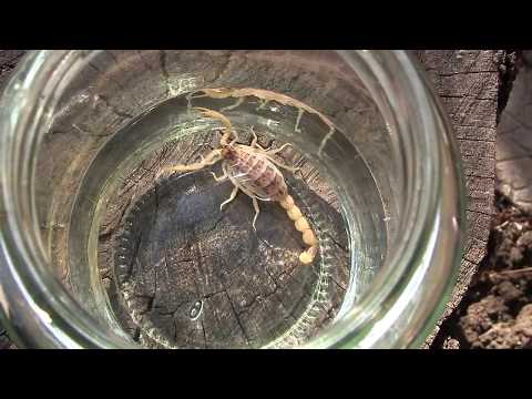 მორიელი დავიჭირე და  ჩავსვი სპირტში..ეს წამალია..