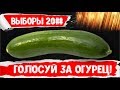 ПОЧЕМУ после ВЫБОРОВ ничего не меняется? Голосуй за честный ОГУРЕЦ!