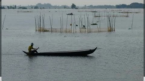 Giăng lưới bắt cá rô đồng mùa nước nổi#minhphuongmientay