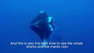 🇹🇭 Thailand Scuba Diving: 5 Things You MUST Know Before Your Holiday (Save Money & Stay Safe!)