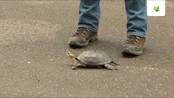 Carapace.ca – What to do if you see a turtle on the road