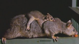 Mother Possum With Her Baby On Its Back - Possum And Its Baby