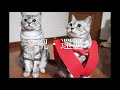 マルちゃんに赤いちゃんちゃんこ着せて還暦の記念撮影♫