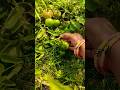 Try this tip for heavy Tomato harvest 🍅 #shorts​ #farming​ #tomato