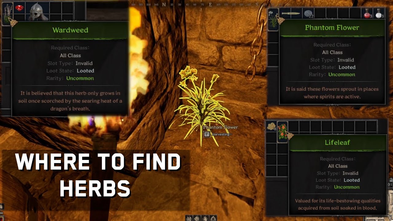 Where to Find Herbs in Dark and Darker YouTube
