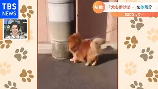 【一押し映像】犬も歩けば棒に当たる！？【Nスタ】