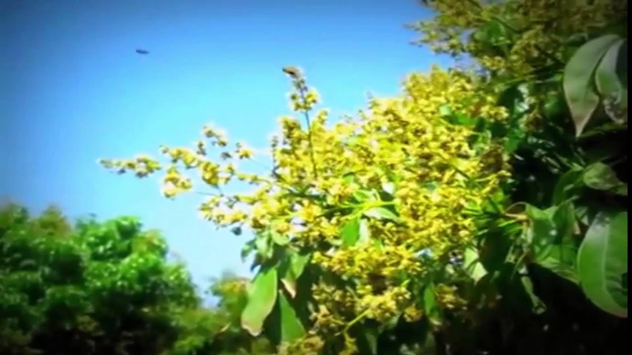 Handakare Amba Mal wata Bamaru natanna - Rohana Weerasinghe