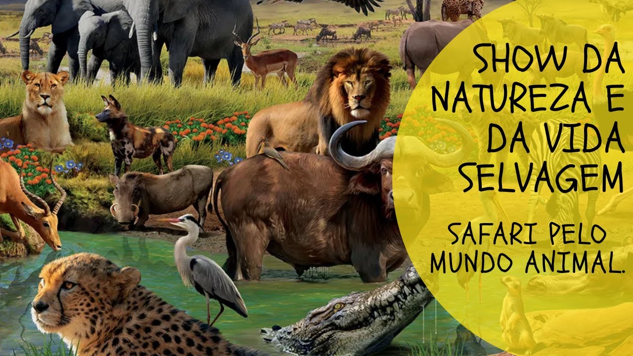 Show da Natureza na vida Selvagem – Nature and Wildlife Show – Tigre, Leão Tiger, Lion – For Kids.