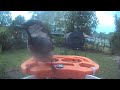 Bird 🐦 Video morning today 