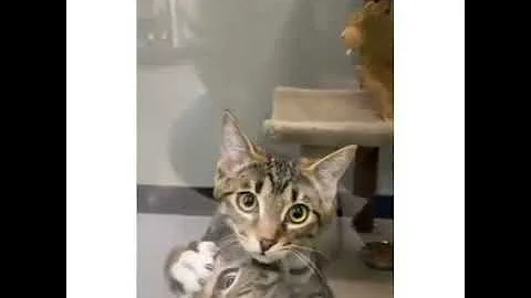 Video 4451631: norwegian forest cat rare, laugh norwegian forest cat, sound forest cat, forest cat funny, forest cat dog, cat funny smile, best funny cat, cute cat