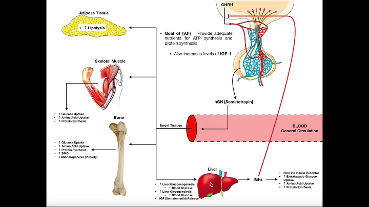 Specific Hormones | Functions of Growth Hormone (hGH) - DayDayNews