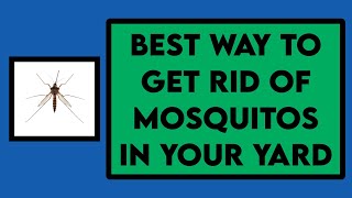 Best Way To Get Rid Of Mosquitoes In Your Yard