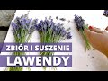 Jak, kiedy ścinać i suszyć LAWENDĘ?