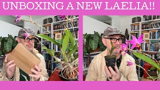 Unboxing a New Laelia!