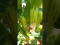 الذرة الذهبية 13 عرنوس على الشتلة