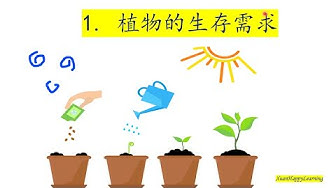 植物的成长 Youtube