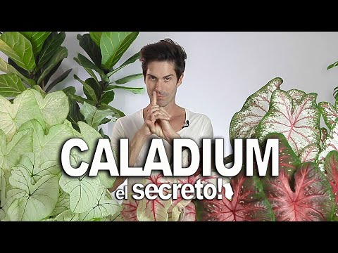 Video: Strap Leaf Caladium Care – Variedades crecientes de hojas de caladio