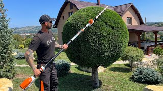 Trimming plants with Stihl Hla-86 long reach hedge trimmer. ( Trimmer telescopic Gard viu Stihl.)