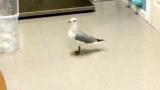 Tony the tap dancing Seagull